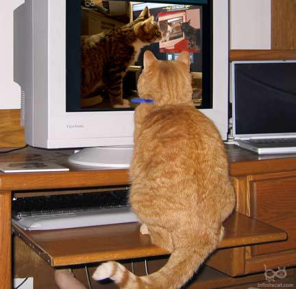 This cat's day is shot.